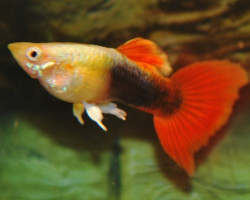 Guppy Tuxedo Gold/Red M