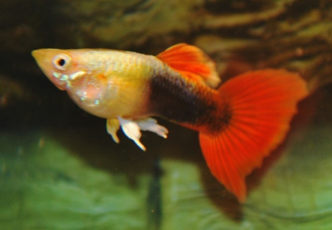 Guppy Tuxedo Gold/Red M