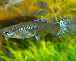 Guppy Snakeskin Blue Mosaic Female M