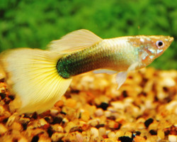 Guppy Tuxedo Yellow Tail Maschio M