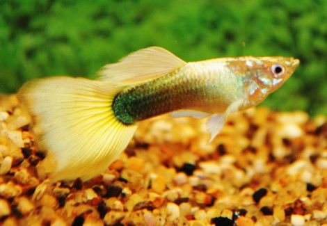 Guppy Tuxedo Yellow Tail Maschio M