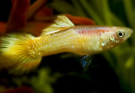 Guppy Yellow Maschio M