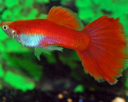 Guppy Flamingo Red Maschio M