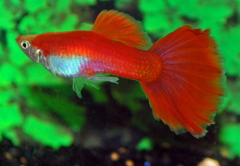 Guppy Flamingo Red Maschio M