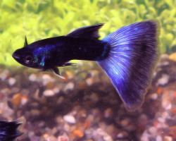 Guppy Blue Moskow Maschio M