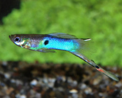 Guppy  Wingei Japan Blue (Coppia (Prezzo Per Singolo Pesce)) M