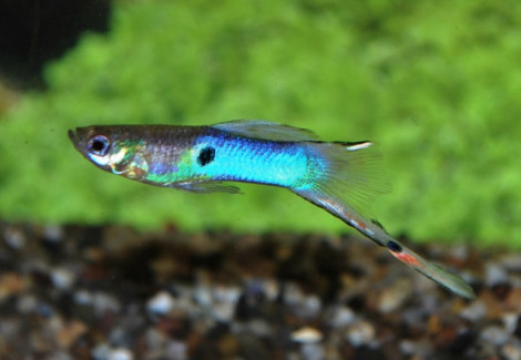 Guppy  Wingei Japan Blue (Coppia (Prezzo Per Singolo Pesce)) M