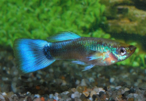 Guppy Neon Blue Maschio M