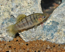 Limia Nigrofasciata M