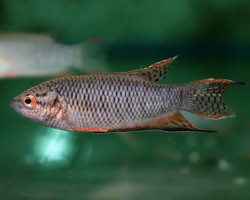 Macropodus Spechti L