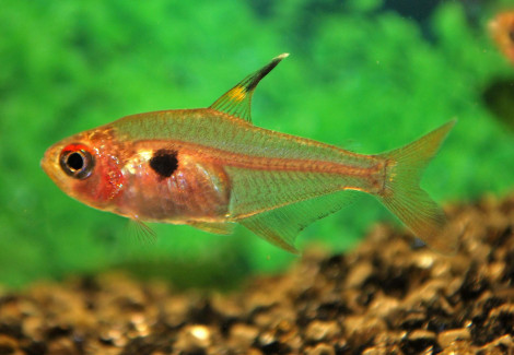 Hyphessobrycon Sweglesi L