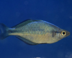 Melanotaenia Lacustris S/M