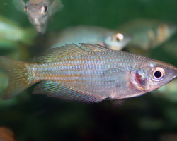 Melanotaenia Fluviatilis  M