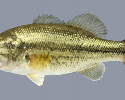 Micropterus Salmoides 7/10