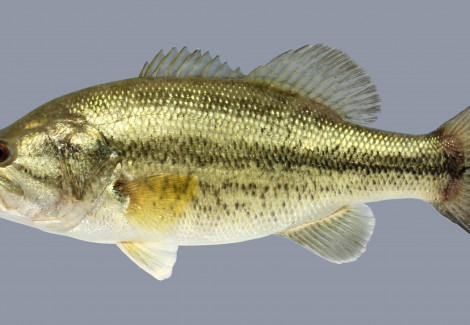 Micropterus Salmoides 7/10