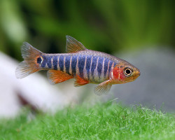 Danio Erythromicron S