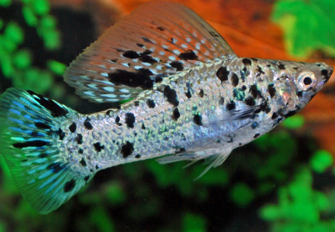 Mollie/Poecilia Velifera Dalmatian S