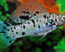 Mollie/Poecilia Velifera Dalmatian M