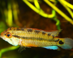 Apistogramma Sp. Amaya M