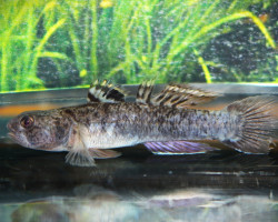 Mugilogobius Chulae M