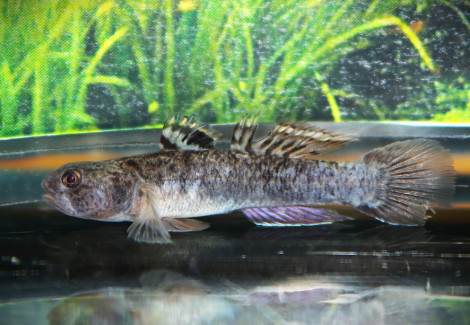 Mugilogobius Chulae M