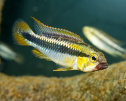 Apistogramma Sp. Abacaxis M