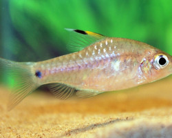 Oreichthys Crenuchoides M