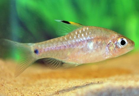 Oreichthys Crenuchoides M