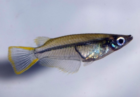 Oryzias Javanicus M