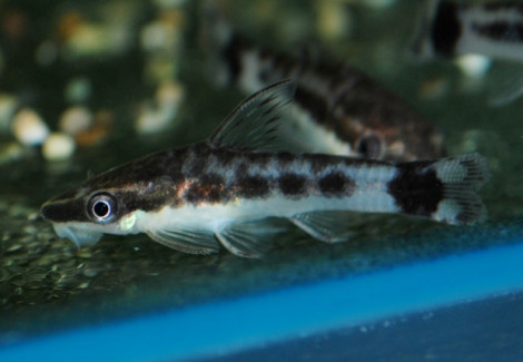 Otocinclus Affinis M