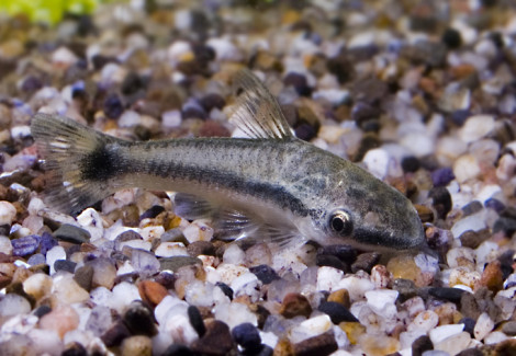 Otocinclus Vittatus L