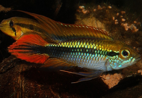 Apistogramma Agassizii Double Red S/M