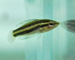 Parosphromenus Sp. Tangkit M