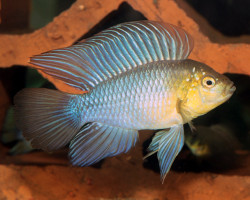 Apistogramma Borelli M