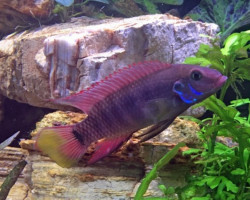 Wallaceochromis Humilis Boffa M