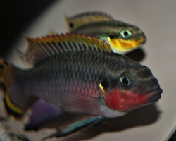 Pelv. Taeniatus Nigeria Red M