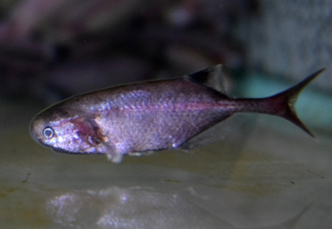 Petrocephalus Sp. Red S