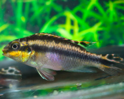 Pelvicachromis Kribensis Vielfleck M