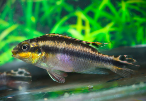 Pelvicachromis Kribensis Vielfleck M