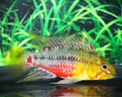 Apistogramma Hongsloi M