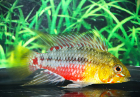 Apistogramma Hongsloi M