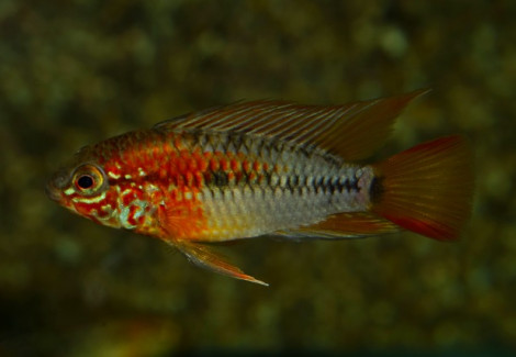 Apistogramma Macmasteri M