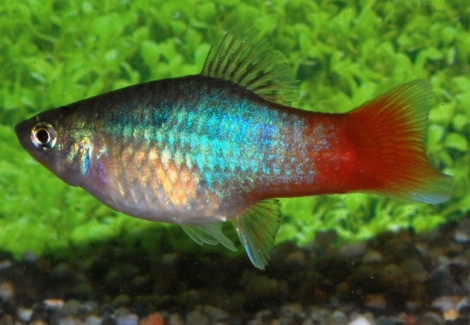 Platy Blue Red Tail M