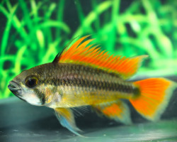 Apistogramma Cacatuoides Orange M