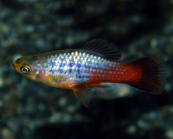 Platy Variatus Neon Rainbow M