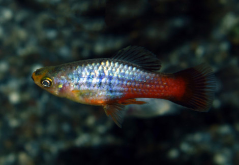 Platy Variatus Neon Rainbow M