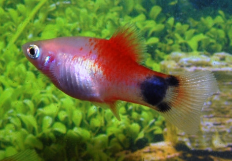 Platy White Red Top Mickey S