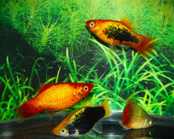 Platy Neon Mix M