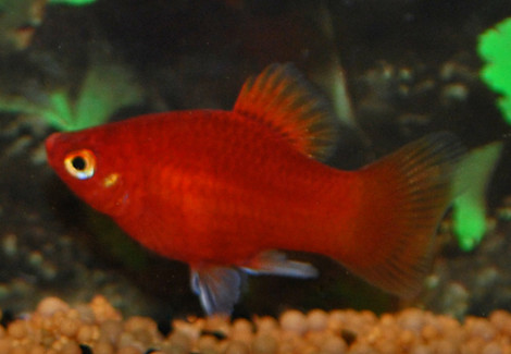 Platy  Coral Red S