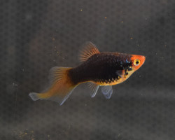 Platy Spitz Mix M